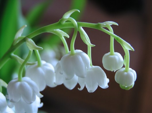 Forest_lily_of_the_valley