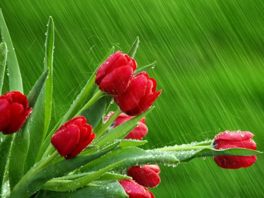 Red-tulips-in-the-rain-hd-spring-flowers-wallpaper