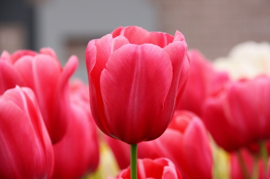 tulips 5