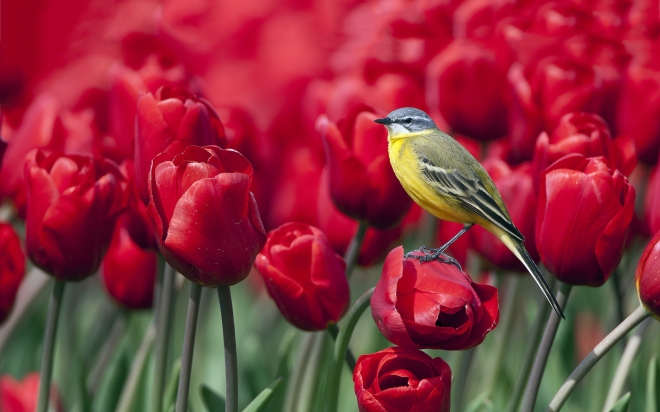 tulips birdie