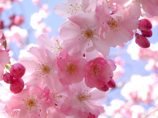 cherry-blossom-spring-flower 2